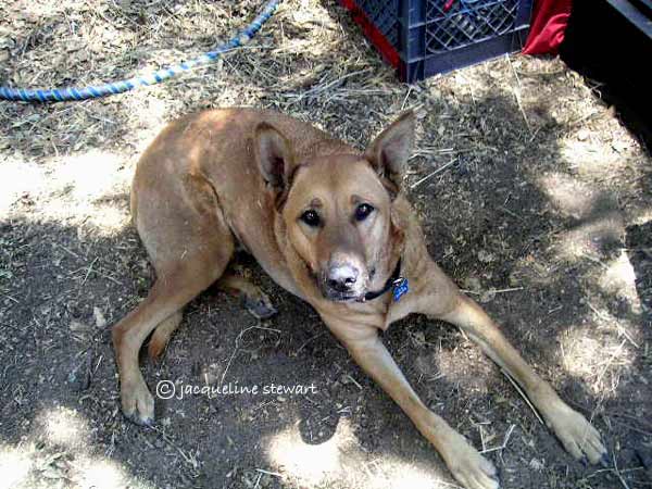 600x450 pixels (57K)