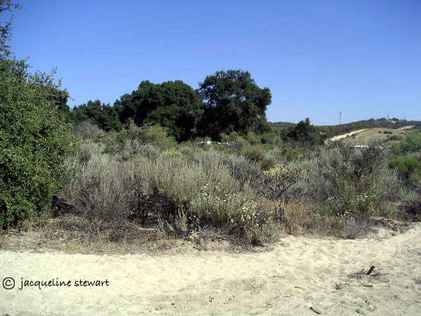 600x450 pixels (76K)