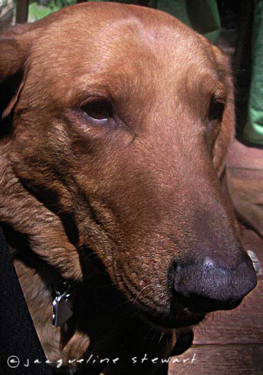 382x545 pixels (135K)