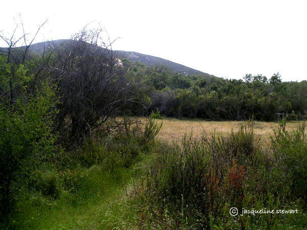 600x450 pixels (74K)